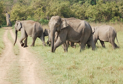 Wild Trips/ Cab Service Wild Trips/ Cab Service